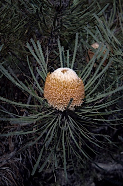 APII jpeg image of Banksia hookeriana  © contact APII