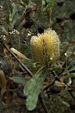 APII jpeg image of Banksia ornata  © contact APII