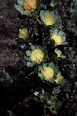 APII jpeg image of Banksia sessilis  © contact APII