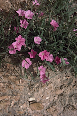 APII jpeg image of Convolvulus erubescens  © contact APII