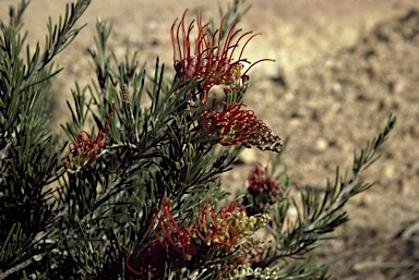 APII jpeg image of Grevillea beardiana  © contact APII