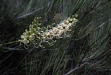 APII jpeg image of Grevillea candicans  © contact APII