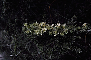 APII jpeg image of Grevillea erinacea  © contact APII