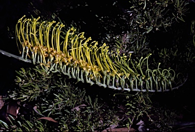 APII jpeg image of Grevillea formosa  © contact APII