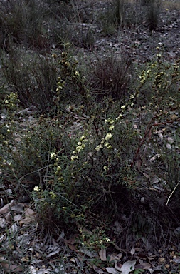 APII jpeg image of Grevillea trifida  © contact APII