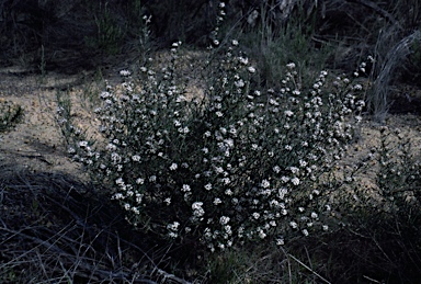 APII jpeg image of Grevillea umbellulata  © contact APII