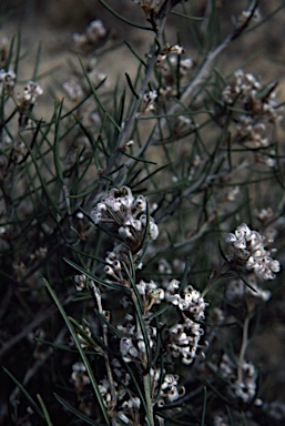 APII jpeg image of Grevillea umbellulata  © contact APII