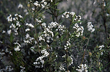 APII jpeg image of Logania linifolia  © contact APII