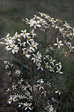 APII jpeg image of Olearia erubescens  © contact APII