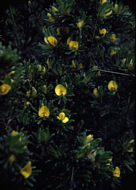 APII jpeg image of Pultenaea canaliculata  © contact APII