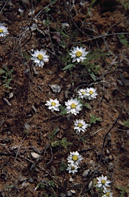 APII jpeg image of Rhodanthe chlorocephala  © contact APII