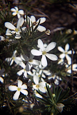 APII jpeg image of Ricinocarpos pinifolius  © contact APII