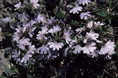 APII jpeg image of Scaevola aemula  © contact APII