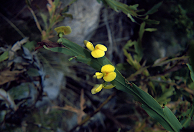 APII jpeg image of Bossiaea bossiaeoides  © contact APII