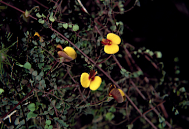 APII jpeg image of Bossiaea cordigera  © contact APII