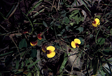 APII jpeg image of Bossiaea prostrata  © contact APII