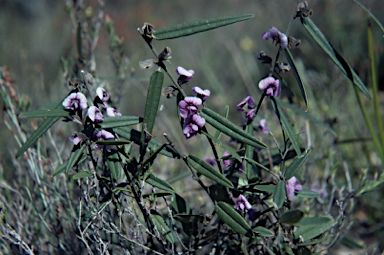 APII jpeg image of Hovea linearis  © contact APII