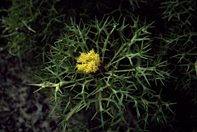 APII jpeg image of Isopogon ceratophyllus  © contact APII