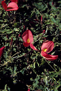 APII jpeg image of Kennedia prostrata  © contact APII