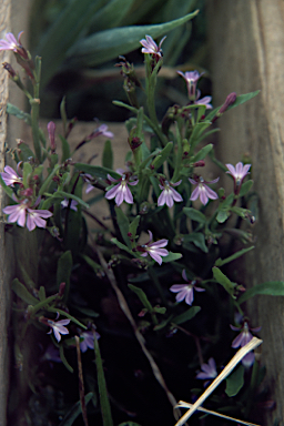 APII jpeg image of Lobelia alata  © contact APII