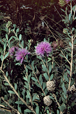 APII jpeg image of Melaleuca nesophila  © contact APII