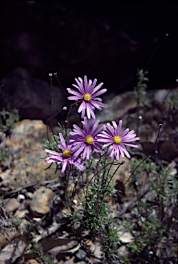 APII jpeg image of Olearia ciliata  © contact APII