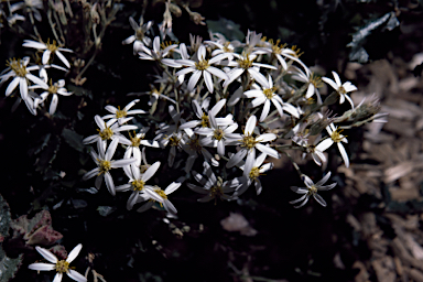 APII jpeg image of Olearia speciosa  © contact APII