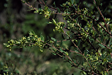 APII jpeg image of Pimelea curviflora  © contact APII