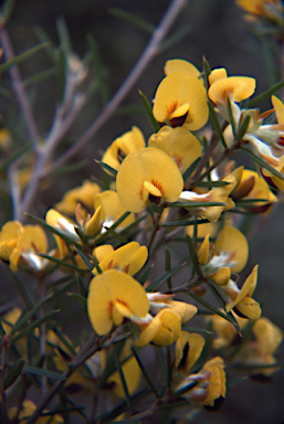 APII jpeg image of Pultenaea benthamii  © contact APII