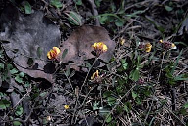 APII jpeg image of Pultenaea capitellata  © contact APII