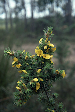 APII jpeg image of Pultenaea daltonii  © contact APII