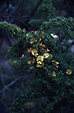 APII jpeg image of Pultenaea hispidula  © contact APII