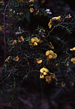 APII jpeg image of Pultenaea juniperina  © contact APII