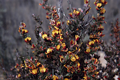 APII jpeg image of Pultenaea cinerascens  © contact APII