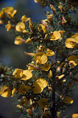 APII jpeg image of Pultenaea prolifera  © contact APII