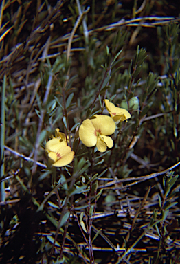 APII jpeg image of Pultenaea tenella  © contact APII