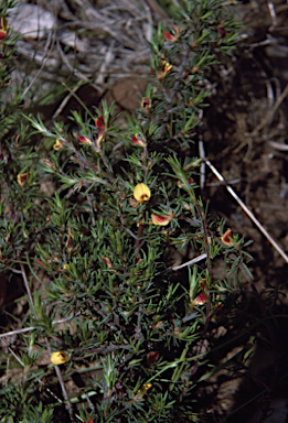 APII jpeg image of Pultenaea tenuifolia  © contact APII