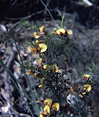 APII jpeg image of Pultenaea williamsoniana  © contact APII