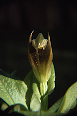 APII jpeg image of Pterostylis cucullata  © contact APII