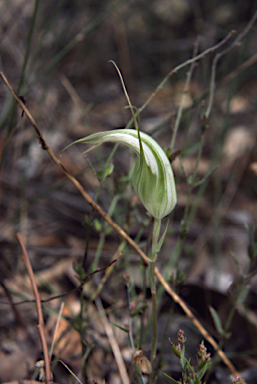 APII jpeg image of Pterostylis revoluta  © contact APII