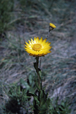 APII jpeg image of Xerochrysum subundulatum  © contact APII