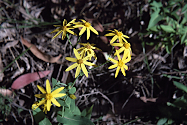 APII jpeg image of Senecio velleioides  © contact APII