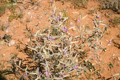 APII jpeg image of Solanum esuriale  © contact APII