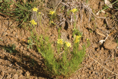 APII jpeg image of Senecio pinnatifolius var. pinnatifolius  © contact APII