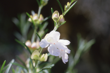 APII jpeg image of Prostanthera nivea  © contact APII