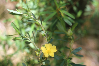 APII jpeg image of Hibbertia linearis  © contact APII