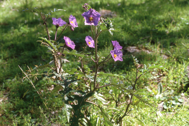 APII jpeg image of Solanum cinereum  © contact APII