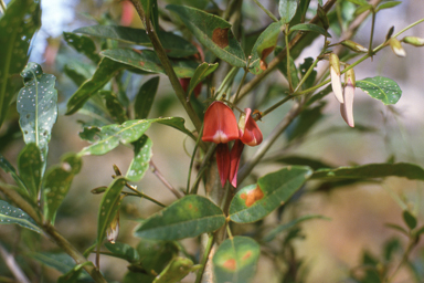 APII jpeg image of Kennedia rubicunda  © contact APII