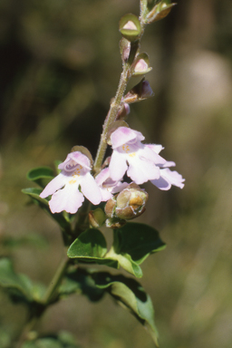 APII jpeg image of Prostanthera prunelliodes  © contact APII