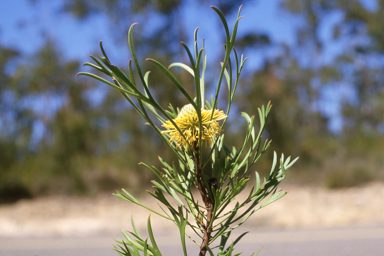 APII jpeg image of Isopogon petiolaris  © contact APII